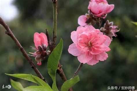 爛桃花怎麼辦|爛桃花定義：爛桃花是什麼意思